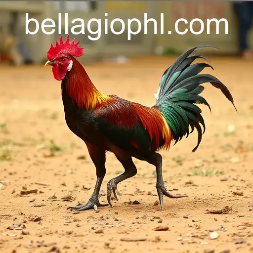 The Intricacies of Cockfighting and BellagioPH